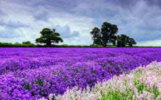 被忽略的替补席才是关键：美洲杯AC米兰这场，体彩数据走势说明了一切